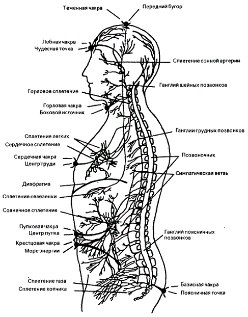 Рис. 2 – Автономная нервная система материального тела, а также семь чакр и соответствующих им точек энергетического тела в их биоэнергетическом взаимодействии